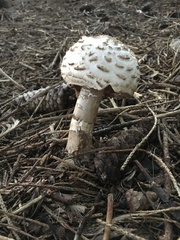 Chlorophyllum brunneum