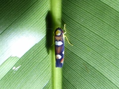 Image of Erythrogonia gossana