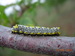 Diloba caeruleocephala