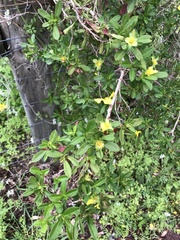 Hibbertia cuneiformis