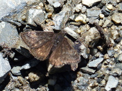 Erynnis persius
