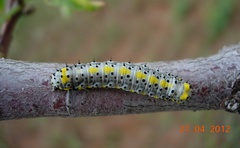 Diloba caeruleocephala