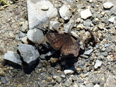 Erynnis persius