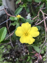 Hibbertia cuneiformis
