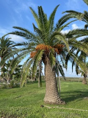 Phoenix canariensis