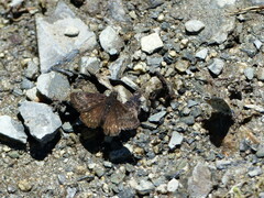 Erynnis persius
