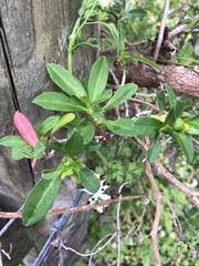 Hibbertia cuneiformis