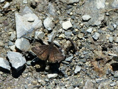 Erynnis persius