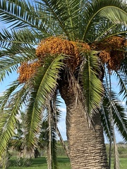Phoenix canariensis