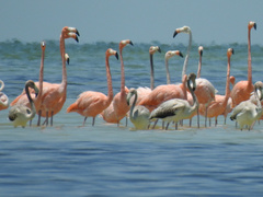 Phoenicopterus ruber