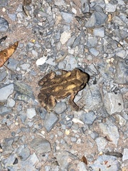 Anaxyrus americanus