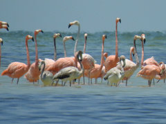 Phoenicopterus ruber
