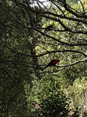 Alisterus scapularis