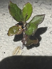 Ludwigia palustris
