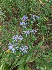 Symphyotrichum subspicatum