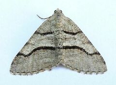 Digrammia continuata