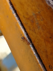 Oecophylla smaragdina