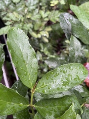 Lasianthus