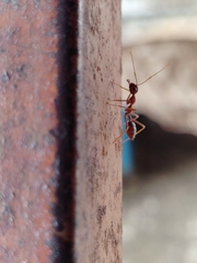 Oecophylla smaragdina