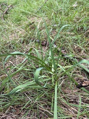 Arthropodium strictum