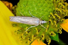 Homoeosoma electella