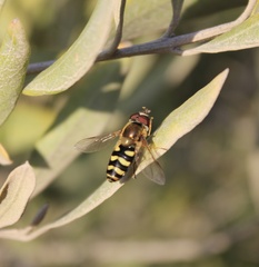Metasyrphus