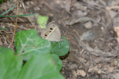 Mycalesis gotama fulginia