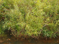 Salix
