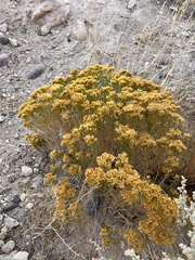 Chrysothamnus viscidiflorus