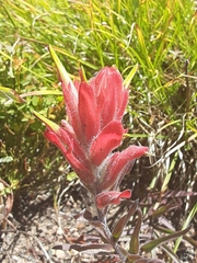Castilleja miniata