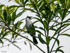 Pycnonotus aurigaster