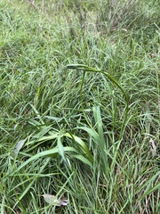 Arthropodium strictum