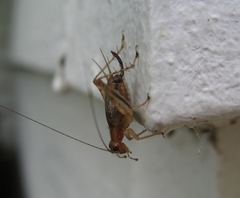Anaxipha exigua