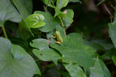 Hyla japonica