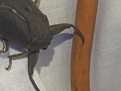 Lethocerus americanus