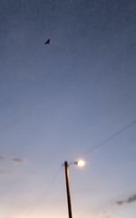 Parastrellus hesperus