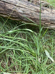 Arthropodium strictum