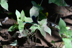 Atrocalopteryx atrata