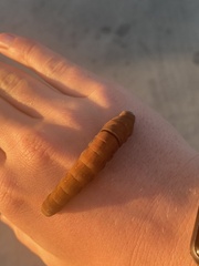 Papilio multicaudata