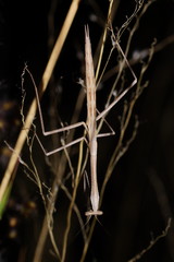 Archimantis armata