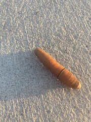 Papilio multicaudata