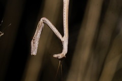 Archimantis armata