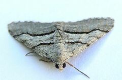 Digrammia continuata