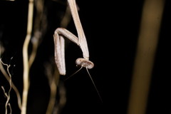Archimantis armata