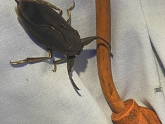 Lethocerus americanus