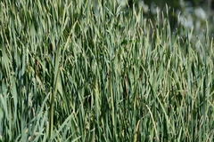 Typha angustifolia