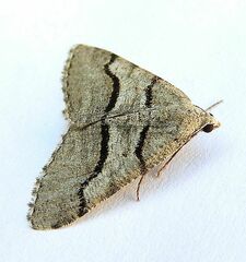 Digrammia continuata