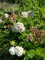 Achillea