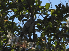 Baeolophus inornatus