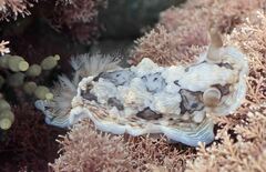 Dendrodoris krusensternii